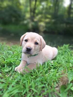 Rugar, a male Labrador Retriever for sale in Calvin, PA – 3 of 3