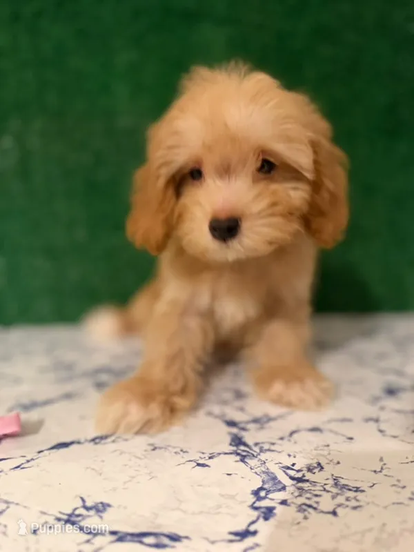 ted – Maltipoo puppy for sale in Bakersfield, CA