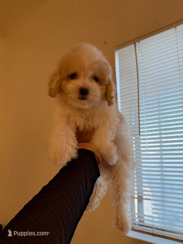 king – Maltipoo puppy for sale in Bakersfield, CA