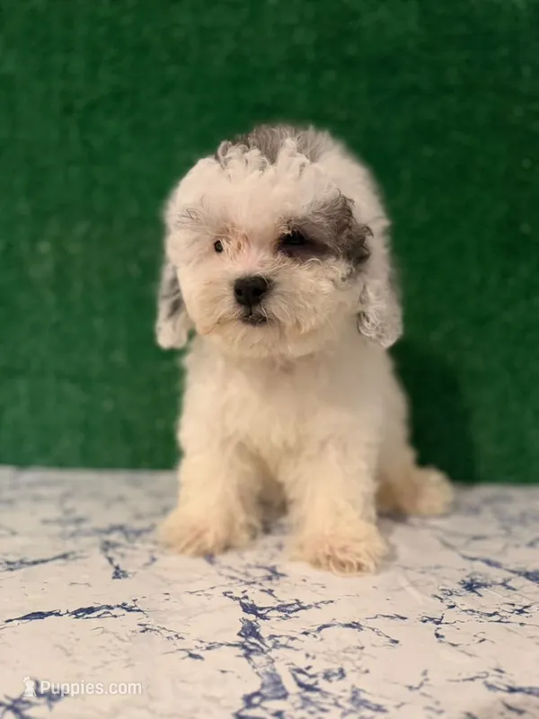 spots – Maltipoo puppy for sale in Bakersfield, CA