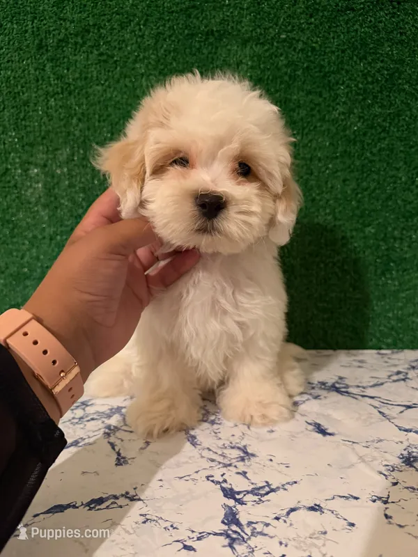 buddy – Maltipoo puppy for sale in Bakersfield, CA