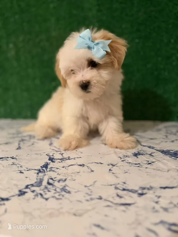 candy – Maltipoo puppy for sale in Bakersfield, CA