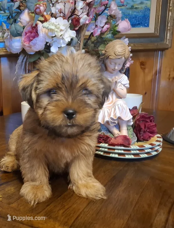Lil Mike – Shorkie puppy for sale in Valley, AL