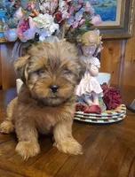 Lil Mike, a male Shorkie for sale in Valley, AL – 2 of 6
