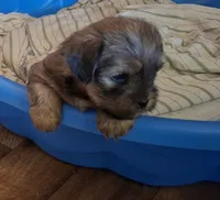 Lil Chris, a male Shorkie for sale in Valley, AL – 3 of 4