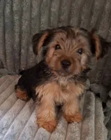 Lil Chris, a male Shorkie for sale in Valley, AL – 6 of 8