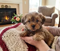 Lil Chris, a male Shorkie for sale in Valley, AL – 6 of 10