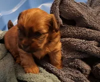 Lil  James, a male Shorkie for sale in Valley, AL – 8 of 10