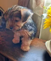 Lil Chris, a male Shorkie for sale in Valley, AL – 4 of 8