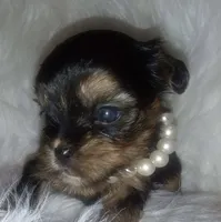 Lil  James, a male Shorkie for sale in Valley, AL – 6 of 10