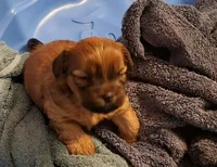 Lil  James, a male Shorkie for sale in Valley, AL – 10 of 10