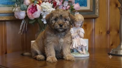 Lil Chris, a male Shorkie for sale in Valley, AL – 8 of 10