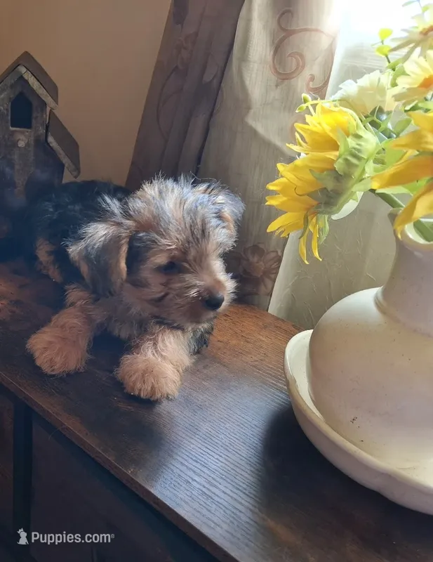 Lil Chris – Shorkie puppy for sale in Valley, AL