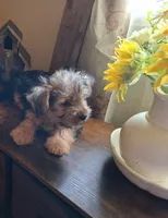Lil Chris, a male Shorkie for sale in Valley, AL – 1 of 8