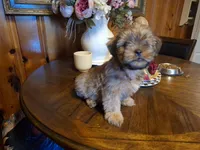 Lil Mike, a male Shorkie for sale in Valley, AL – 5 of 6