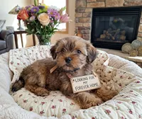 Lil Chris, a male Shorkie for sale in Valley, AL – 5 of 10