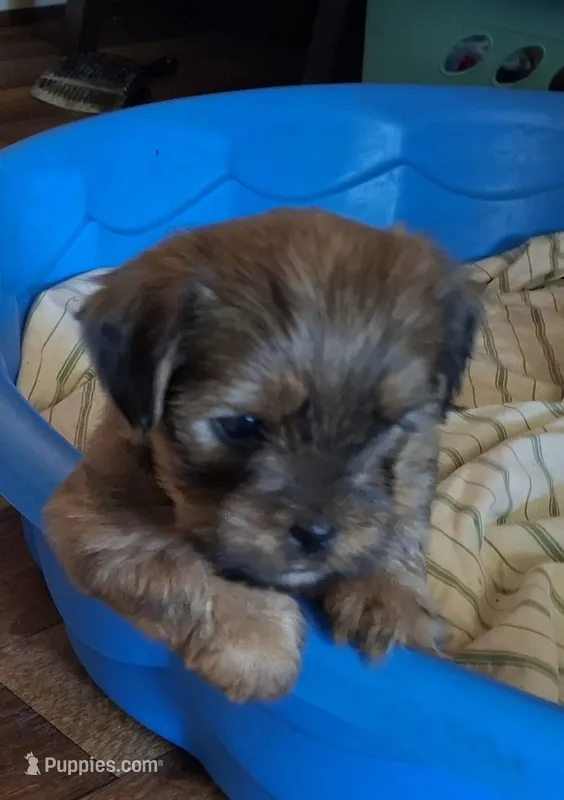 Lil Chris – Shorkie puppy for sale in Valley, AL