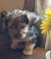 Lil Chris, a male Shorkie for sale in Valley, AL – 7 of 8