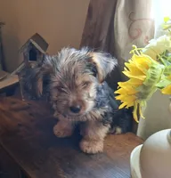 Lil Chris, a male Shorkie for sale in Valley, AL – 5 of 8