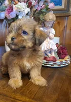 Lil Mike, a male Shorkie for sale in Valley, AL – 6 of 6