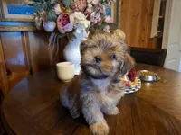 Lil Chris, a male Shorkie for sale in Valley, AL – 4 of 10