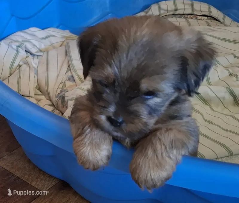 Lil Chris – Shorkie puppy for sale in Valley, AL