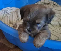Lil Chris, a male Shorkie for sale in Valley, AL – 2 of 4