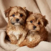 Lil Chris, a male Shorkie for sale in Valley, AL – 7 of 10