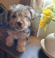 Lil Chris, a male Shorkie for sale in Valley, AL – 3 of 8