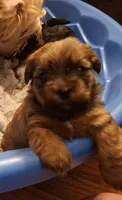 Lil  James, a male Shorkie for sale in Valley, AL – 9 of 10