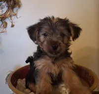 Lil Chris, a male Shorkie for sale in Valley, AL – 8 of 8