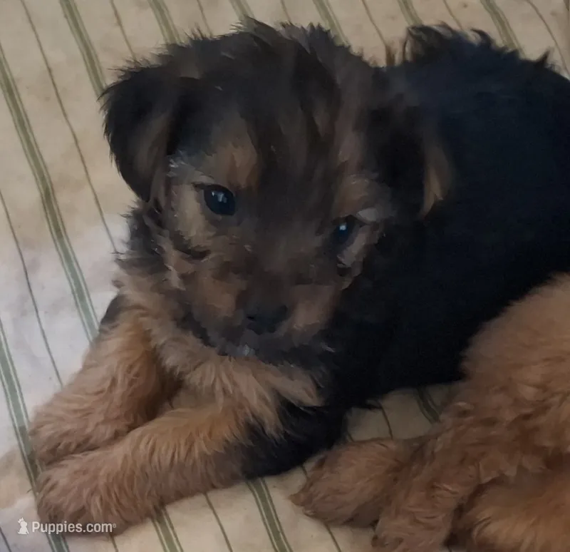 Lil Chris – Shorkie puppy for sale in Valley, AL