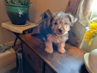 Lil Chris, a male Shorkie for sale in Valley, AL – 2 of 8