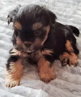 Lil  James, a male Shorkie for sale in Valley, AL – 2 of 10