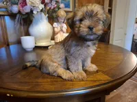 Lil Mike, a male Shorkie for sale in Valley, AL – 3 of 6