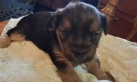 Lil  James, a male Shorkie for sale in Valley, AL – 5 of 10