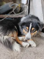 Aki, a male Miniature American Shepherd for sale in Atascosa, TX – Photo 2 of 5