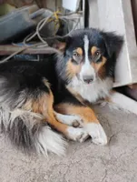 Aki, a male Miniature American Shepherd for sale in Atascosa, TX – Photo 1 of 5