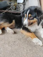 Aki, a male Miniature American Shepherd for sale in Atascosa, TX – Photo 3 of 5