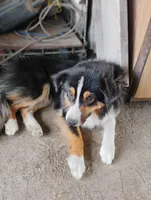 Aki, a male Miniature American Shepherd for sale in Atascosa, TX – Photo 5 of 5