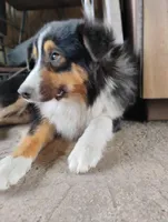 Aki, a male Miniature American Shepherd for sale in Atascosa, TX – Photo 4 of 5