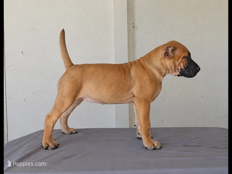 Scarlet – Bull Terrier, Perro de Presa Canario puppy for sale in Bridgeville, DE