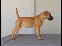 Scarlet, a female Bull Terrier and Perro de Presa Canario for sale in Bridgeville, DE – 1 of 3