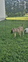 Scarlet, a female Bull Terrier and Perro de Presa Canario for sale in Bridgeville, DE – 3 of 3