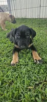 Tri Femal, a female Bull Terrier and Perro de Presa Canario for sale in Bridgeville, DE – 3 of 3