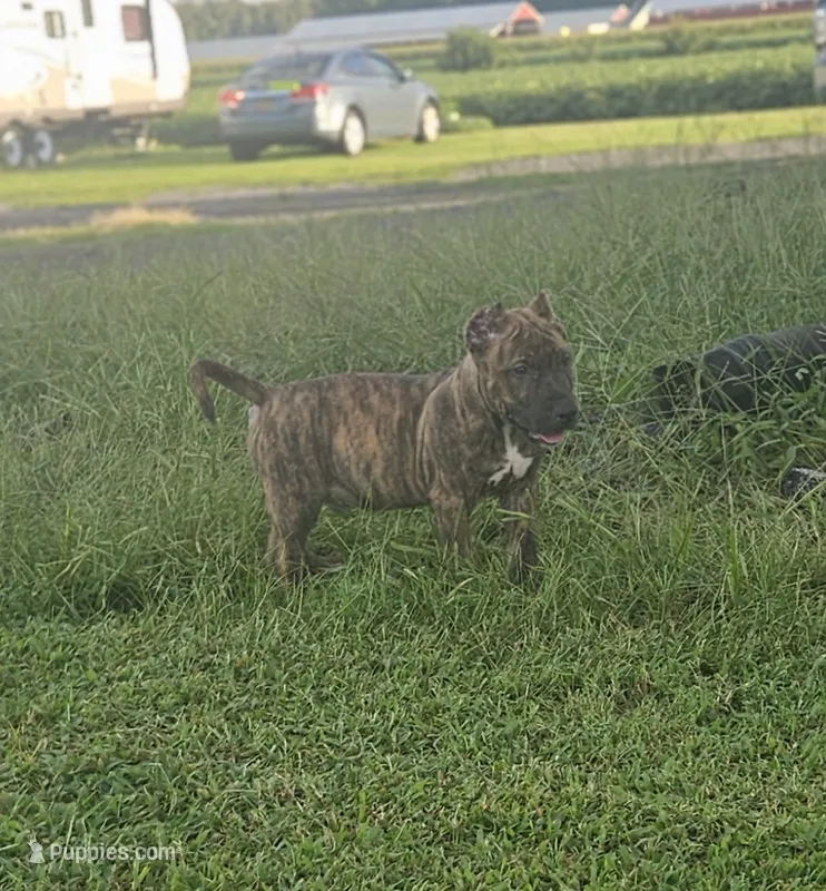 Brindle Boy  – Bull Terrier, Perro de Presa Canario puppy for sale in Bridgeville, DE