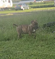 Brindle Boy , a male Bull Terrier and Perro de Presa Canario for sale in Bridgeville, DE – 1 of 3