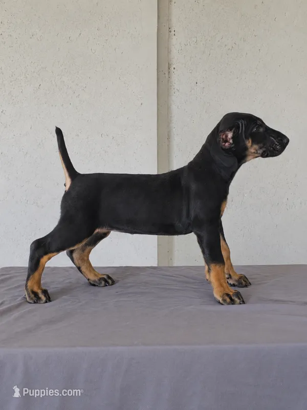 Tri Femal – Bull Terrier, Perro de Presa Canario puppy for sale in Bridgeville, DE