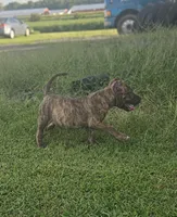 Brindle Boy , a male Bull Terrier and Perro de Presa Canario for sale in Bridgeville, DE – 2 of 3