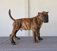 Brindle Boy , a male Bull Terrier and Perro de Presa Canario for sale in Bridgeville, DE – 3 of 3